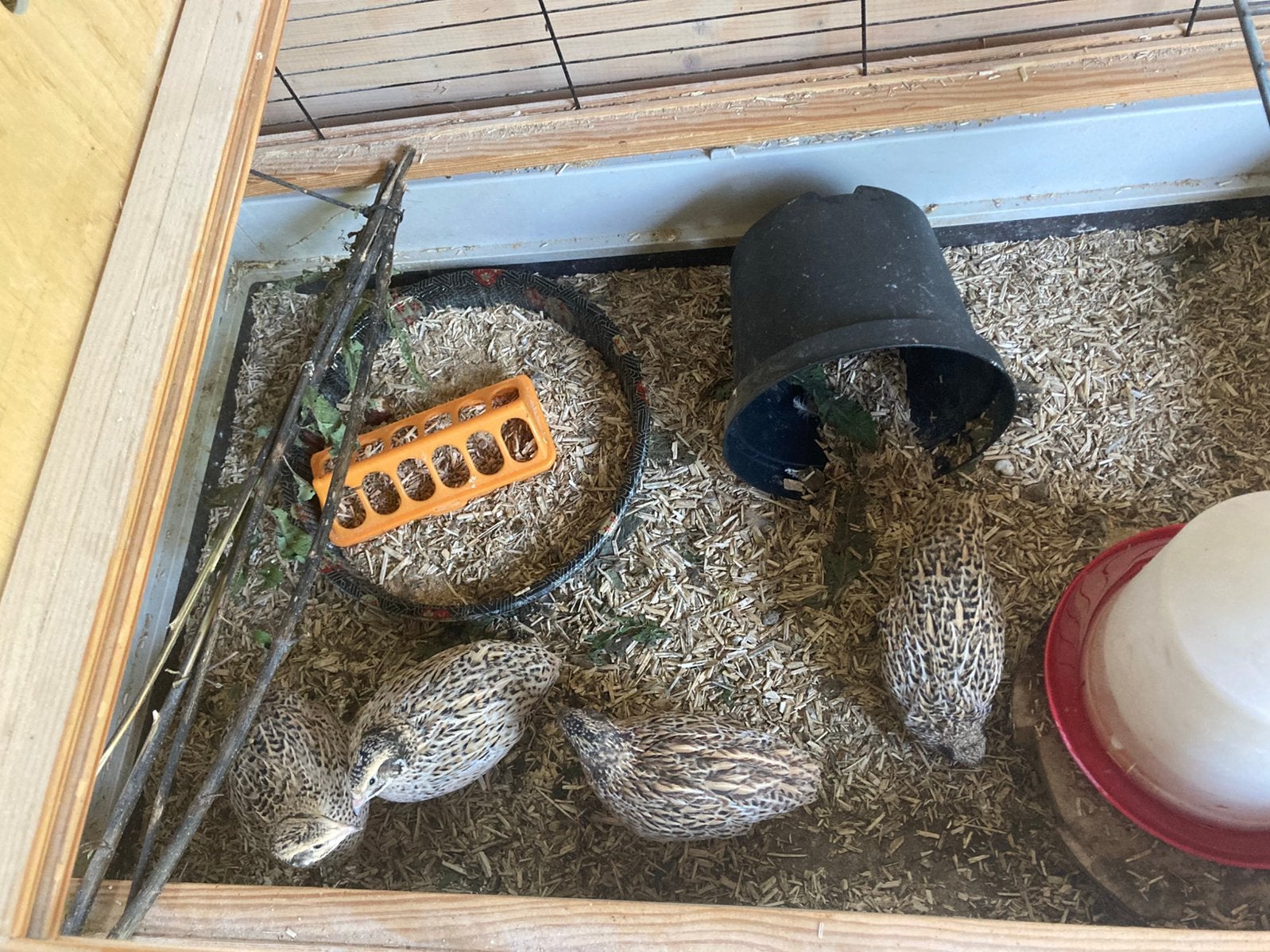 4 kwartel hennen, Dieren en Toebehoren