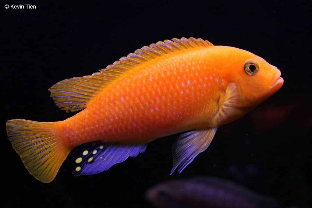 gezocht Metriaclima estherae, Dieren en Toebehoren