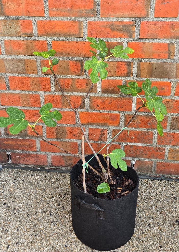 Figuier 'BROWN TURKEY' 1v7, Jardin & Terrasse, Plantes | Arbres fruitiers, Enlèvement, En pot, Figuier