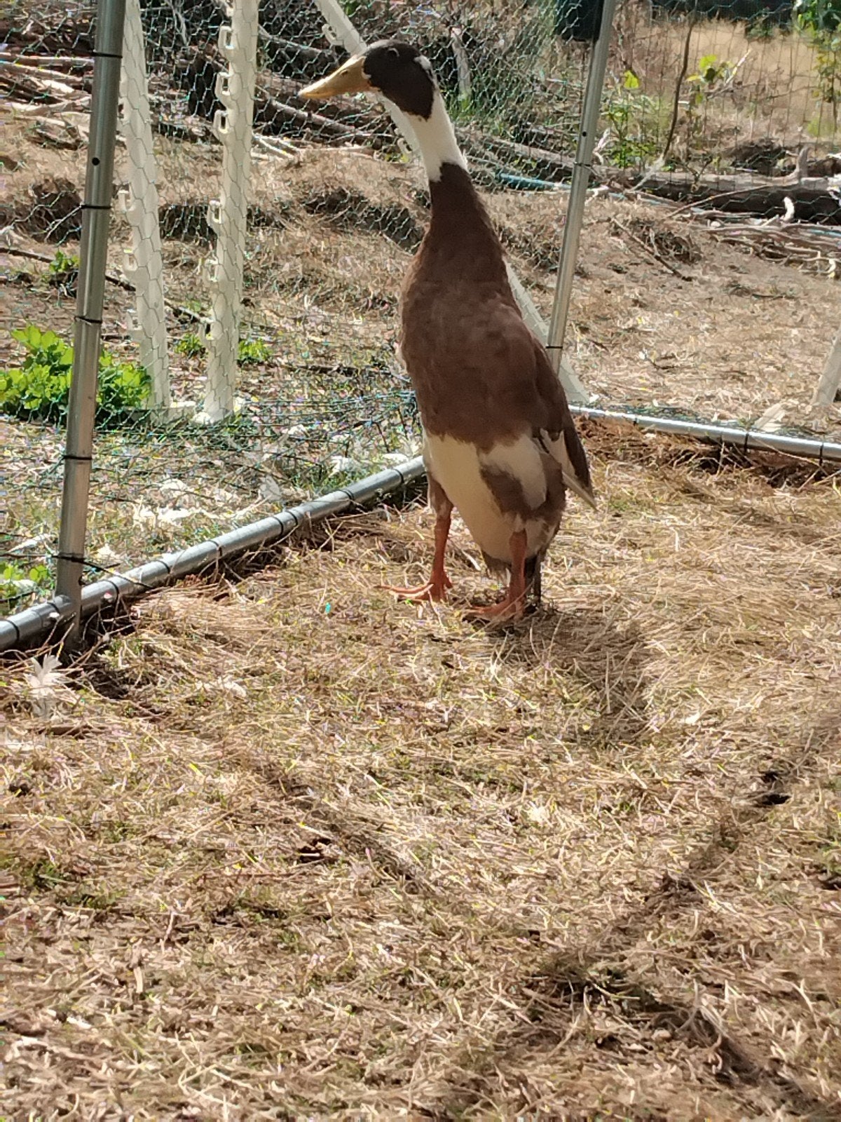 indische loopeend, Dieren en Toebehoren