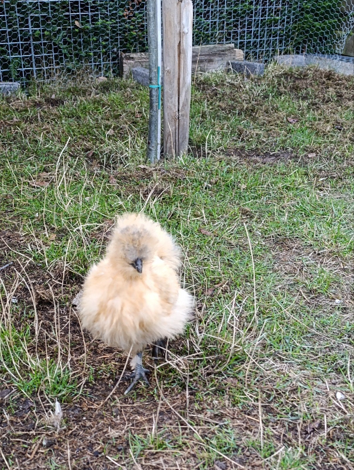 zijde hoenders - bruin - rasecht, Dieren en Toebehoren, Meerdere dieren, Kip