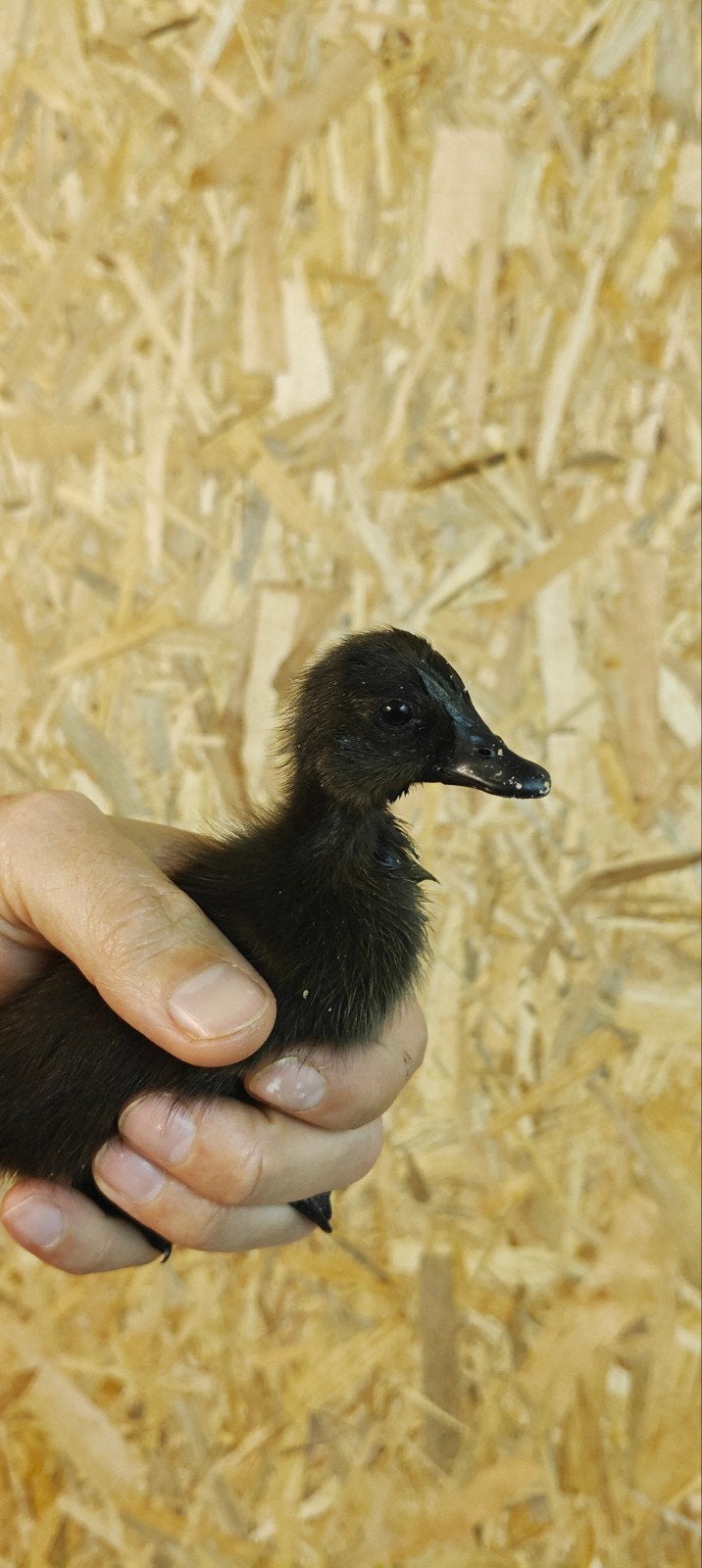 Zwarte Indische loopeenden, Dieren en Toebehoren, Pluimvee, Geslacht onbekend