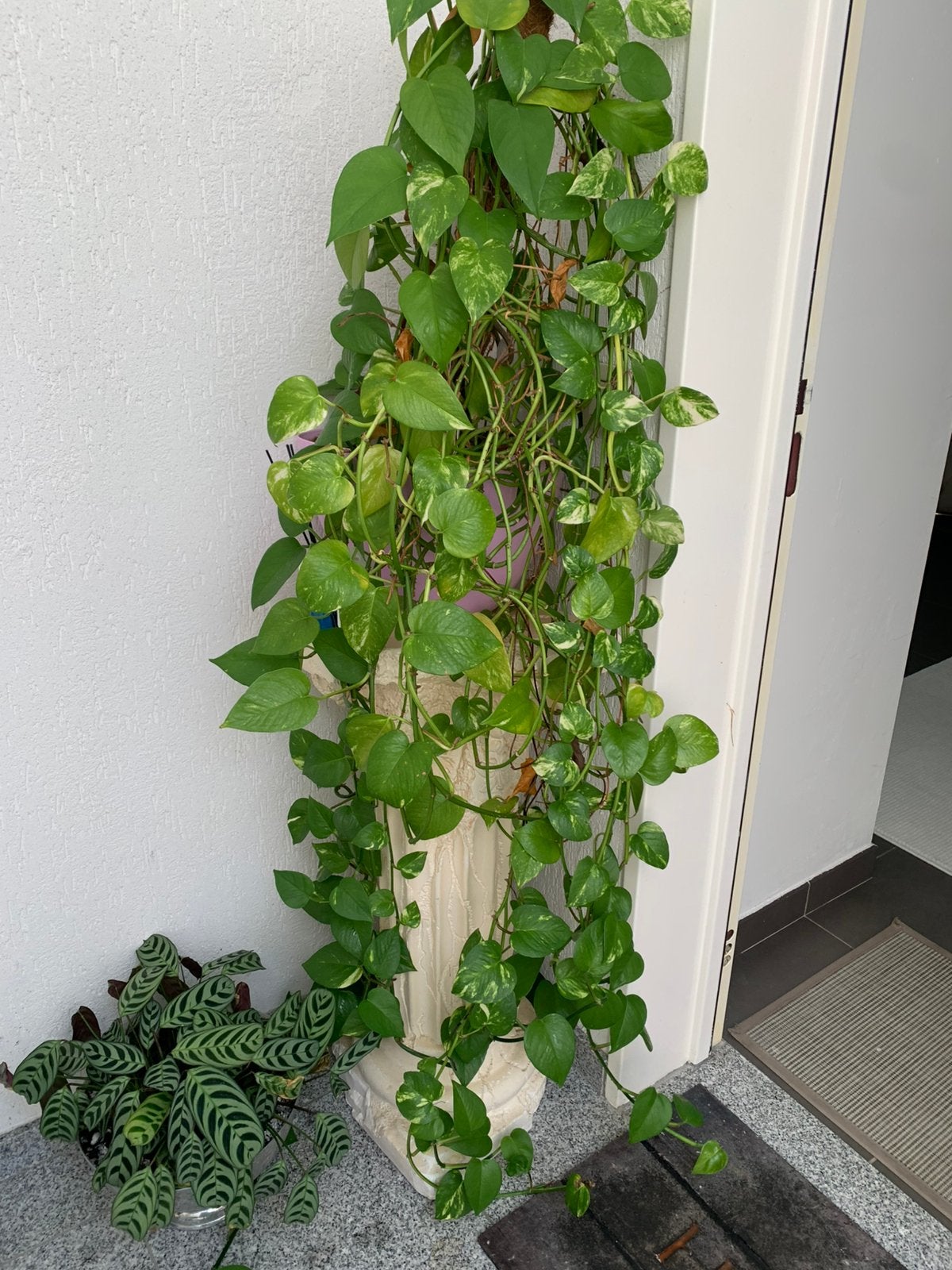 met steen 60 euro, Tuin en Terras, Ophalen