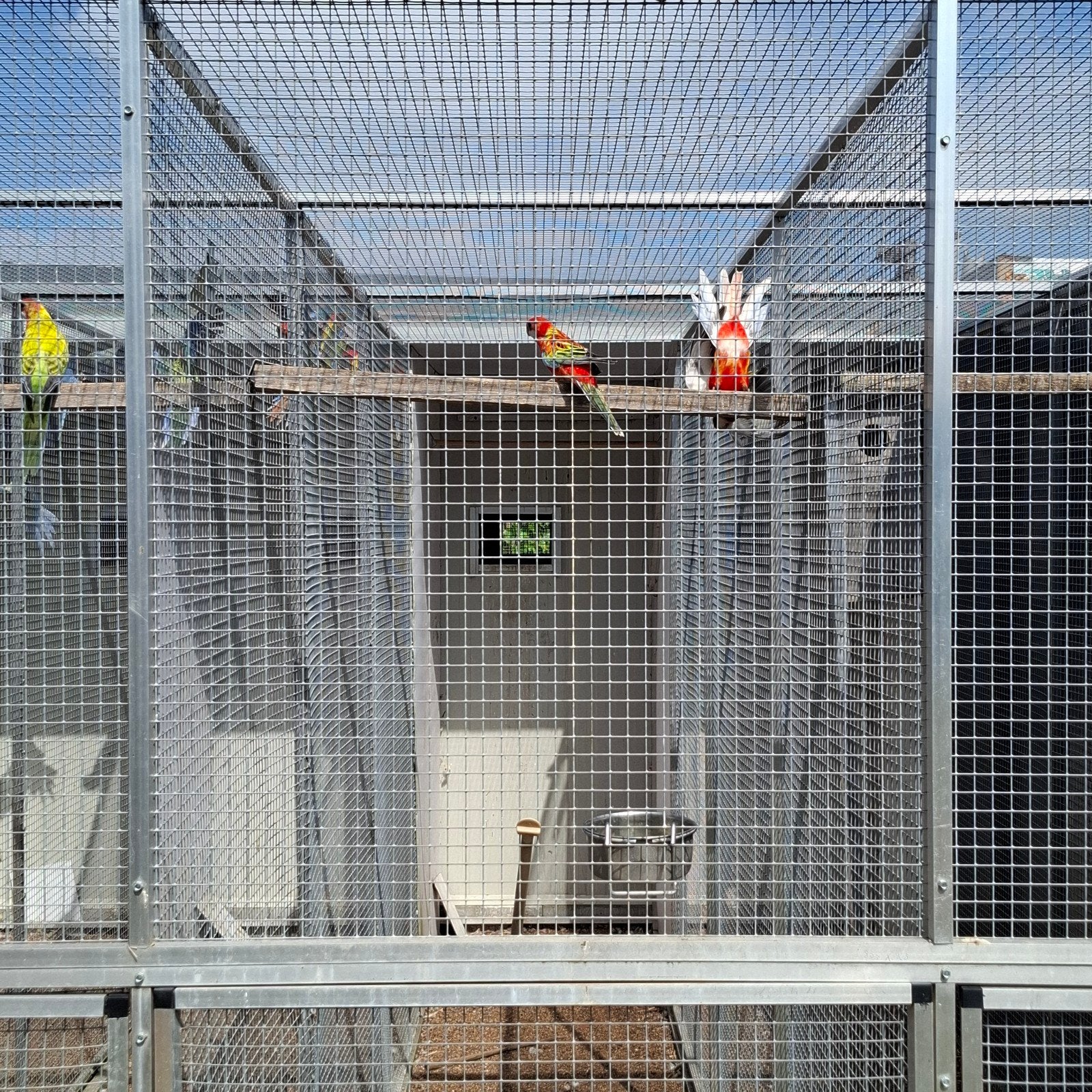 Rosella´s in golden en split golden, Dieren en Toebehoren, Vogels | Parkieten en Papegaaien, Meerdere dieren, Parkiet, Geringd