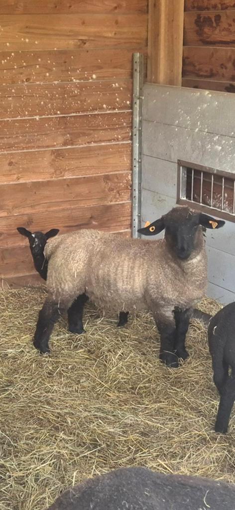 Zuiver suffolk ooilam te koop