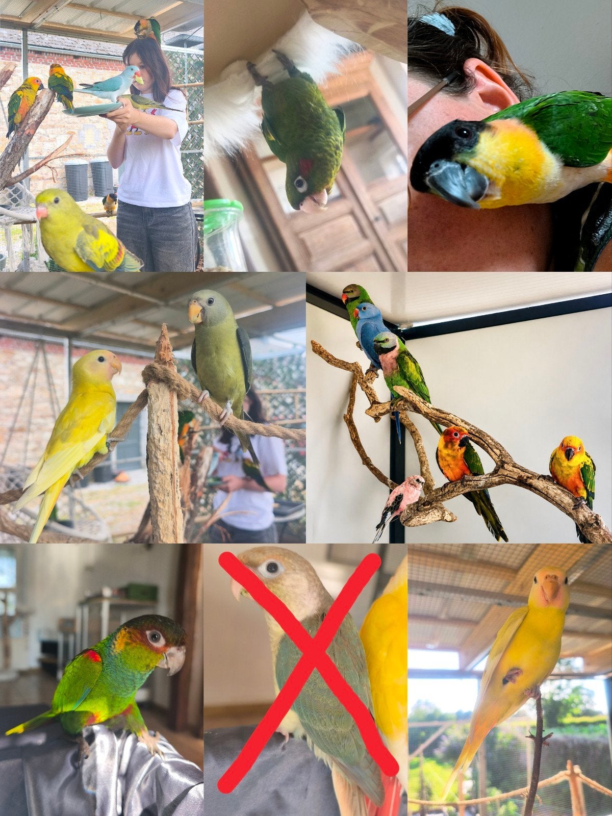 EAM getemde papegaaiparkiet, Dieren en Toebehoren, Mannelijk, Papegaai