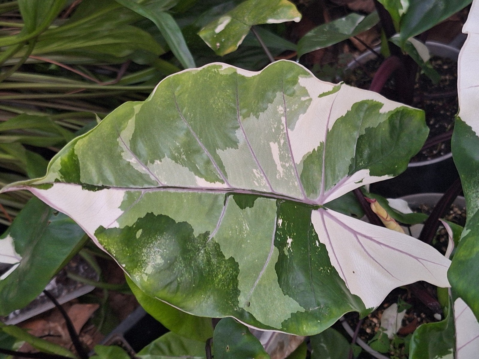 Prachtige Alocasia macrorrhiza 'black stem' variegata, Maison & Meubles, Plantes d'intérieur, Autres espèces, En pot, Enlèvement ou Envoi