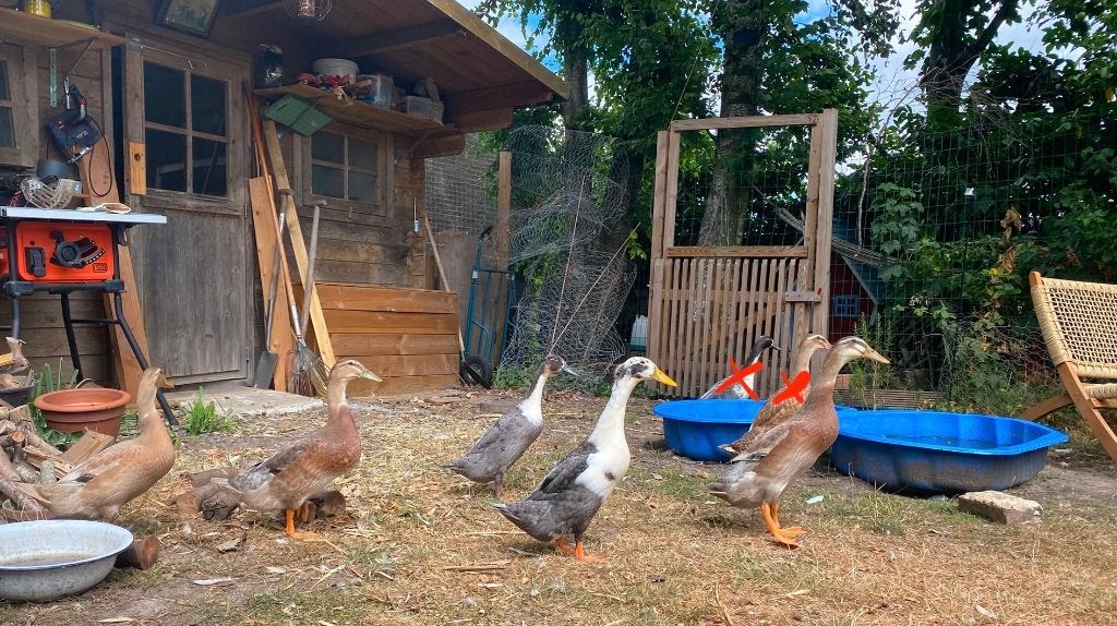 Loopeenden te koop, Meerdere dieren, Eend