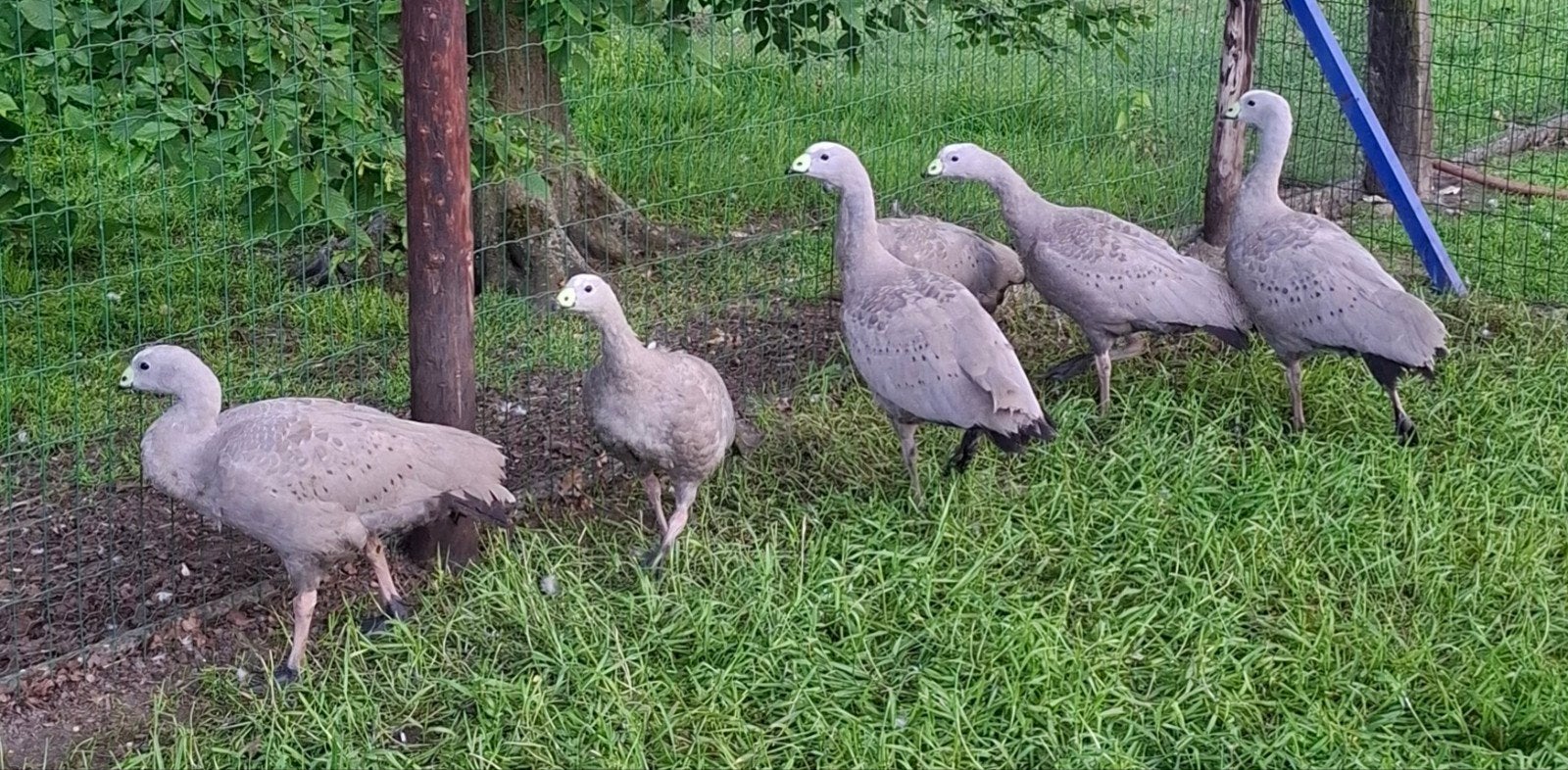 Ganzen Ceriopsieganzen, Dieren en Toebehoren, Pluimvee, Meerdere dieren, Gans of Zwaan