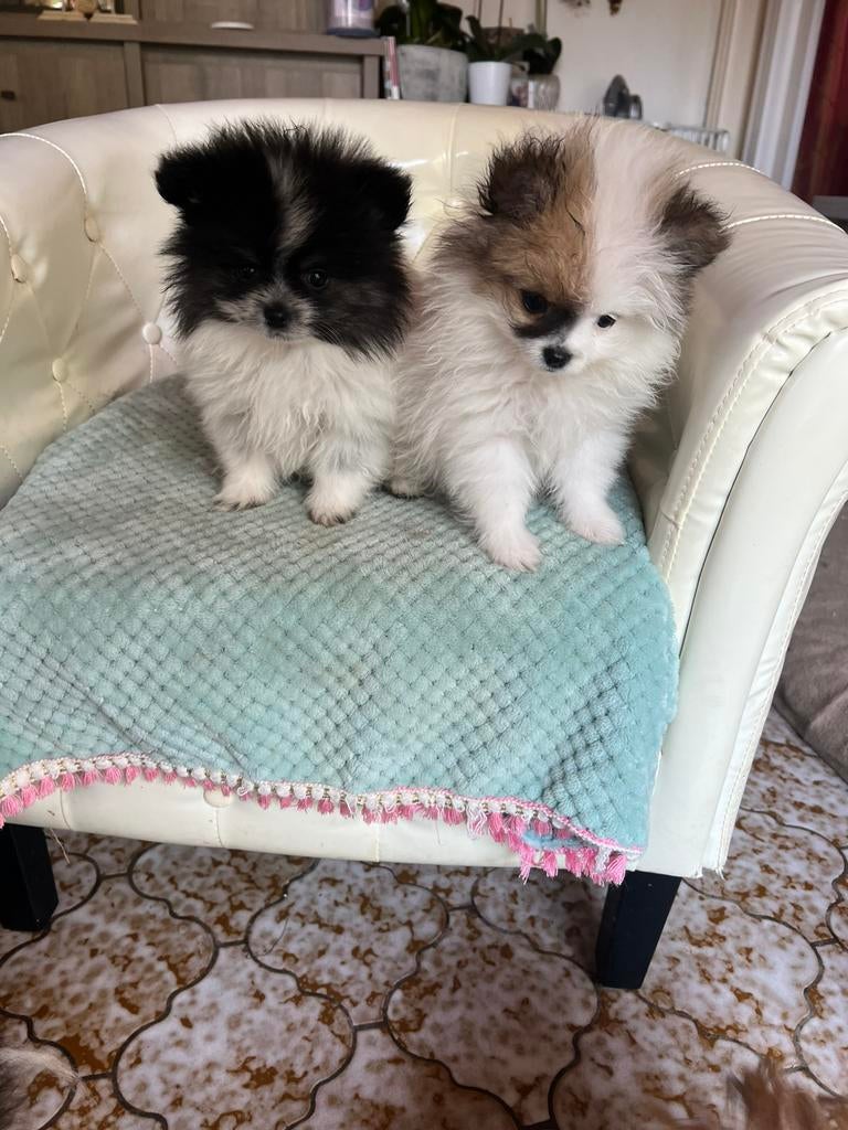 2 pommeriaan reutjes die mogen vertrekken, Animaux & Accessoires, Chats & Chatons | Chats de race | Poil long, Plusieurs animaux