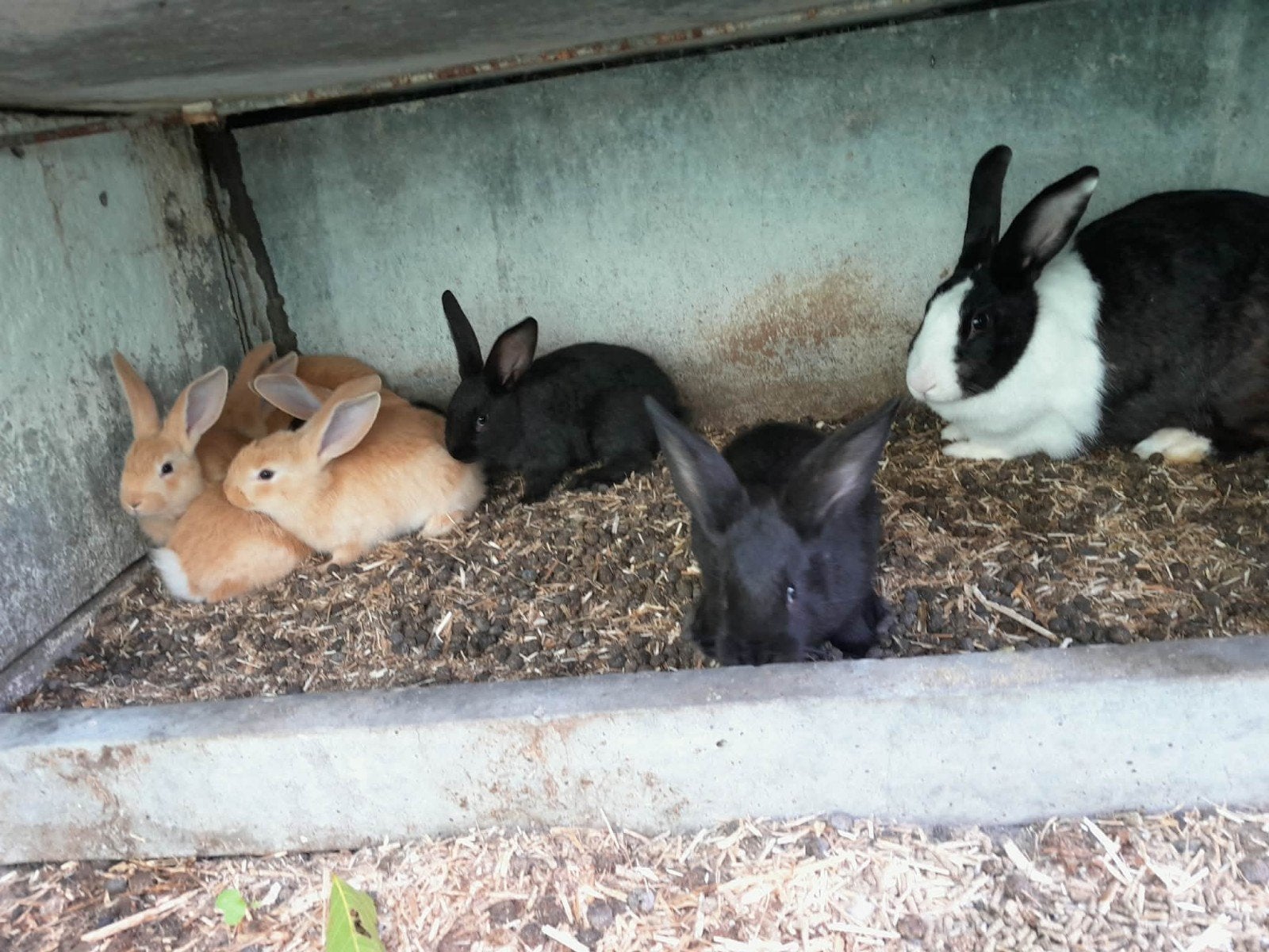 Konijn, Dieren en Toebehoren, Konijnen, Meerdere dieren, Groot, 0 tot 2 jaar