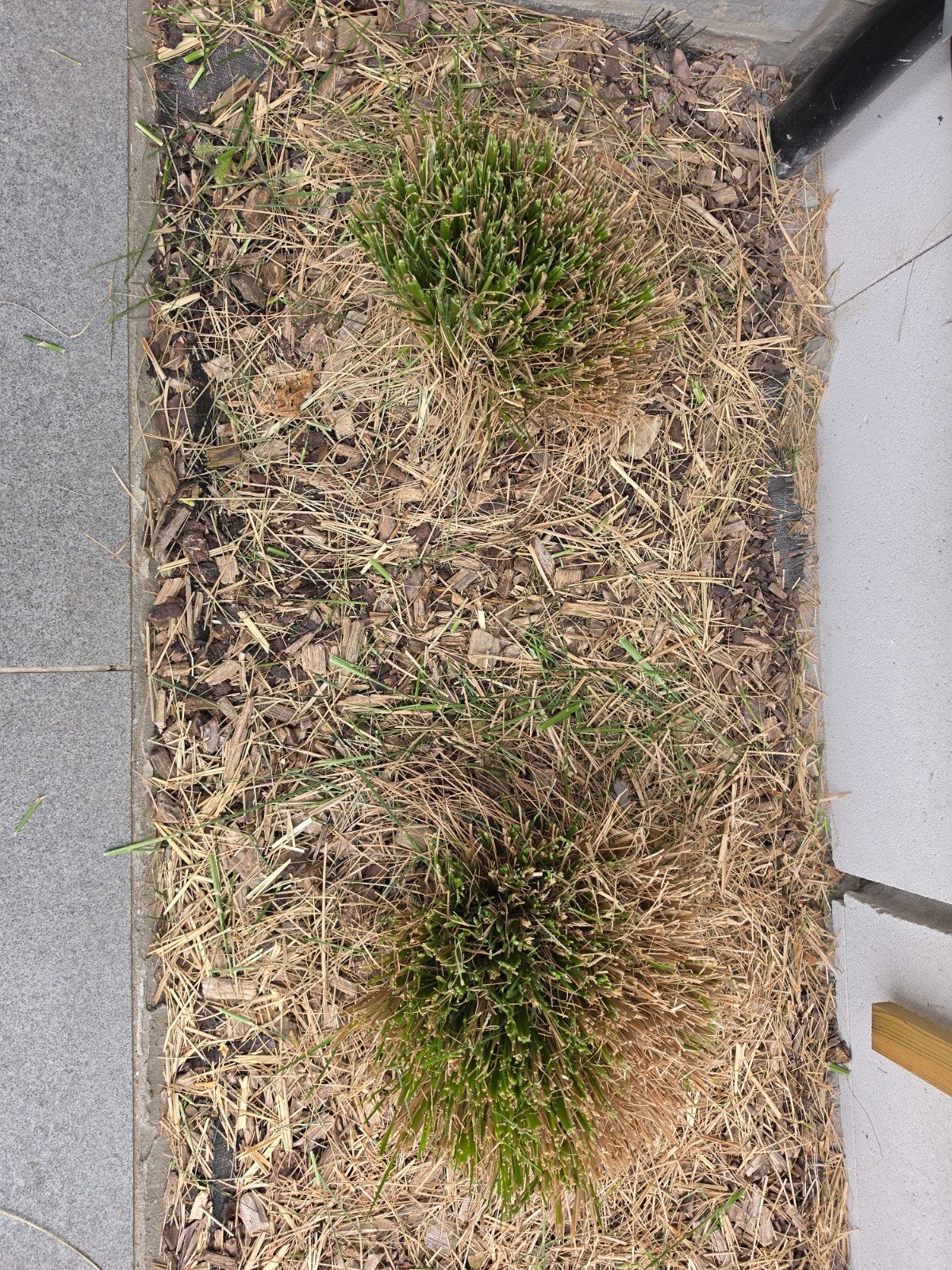siergras, Tuin en Terras, Planten | Tuinplanten, Ophalen, Vaste plant, Siergrassen, Halfschaduw
