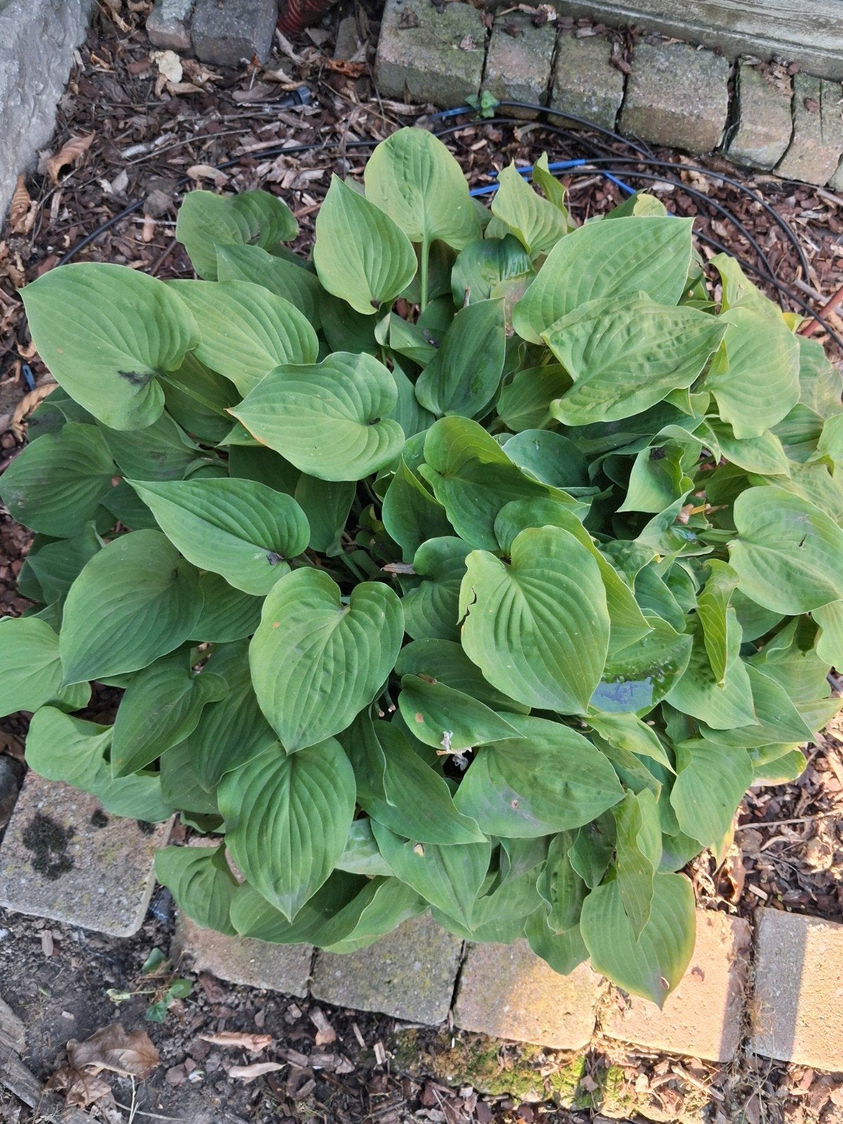 hosta groen 15euro/ik maak prijs voor meerdere potten, Tuin en Terras, Ophalen, Vaste plant, Halfschaduw