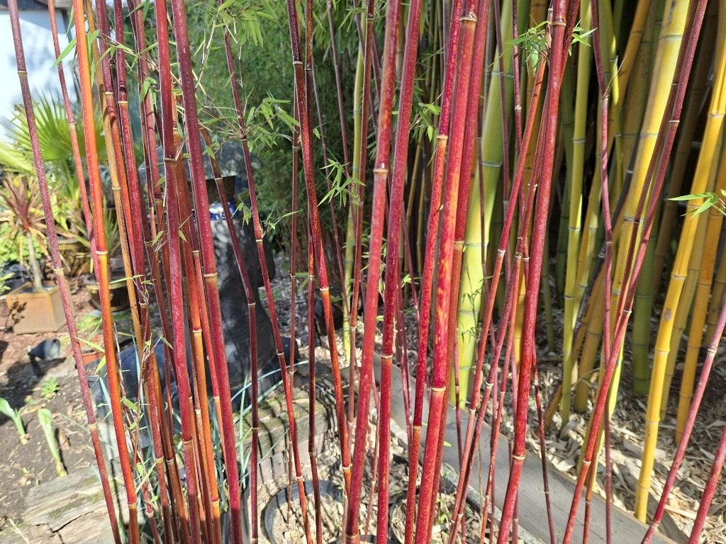 Bamboe Fargesia " Red Dragon ", NIET WOEKEREND, Tuin en Terras, Volle zon, Vaste plant, Bloeit niet, Ophalen