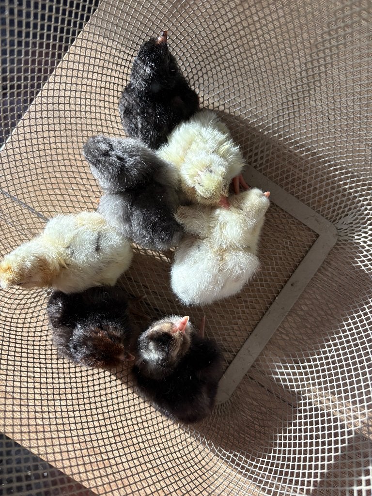 Araucana hennen, Dieren en Toebehoren, Pluimvee, Vrouwelijk, Kip