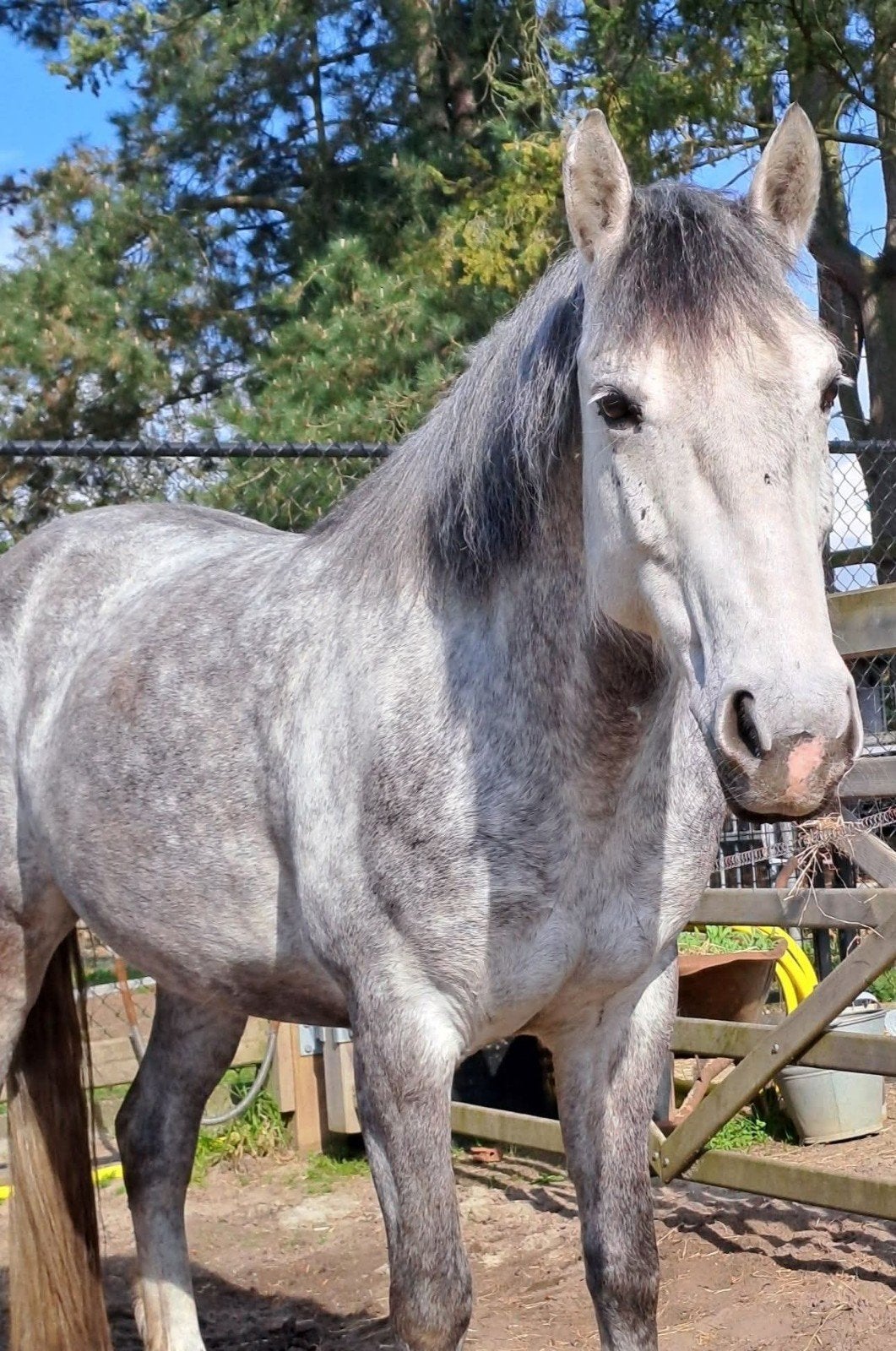 Bijrijder gezocht / verzorgpaard - halve stal aangeboden, Dieren en Toebehoren, Paarden