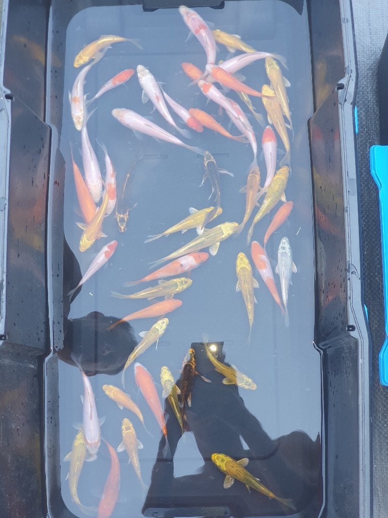 KOI TE KOOP –150 STUKS (6–10CM) €6-8 STUK, Dieren en Toebehoren, Karper of Koi