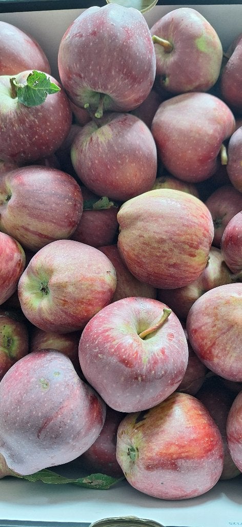 onbespoten appels 5kg voor  5euro, Diversen, Ophalen