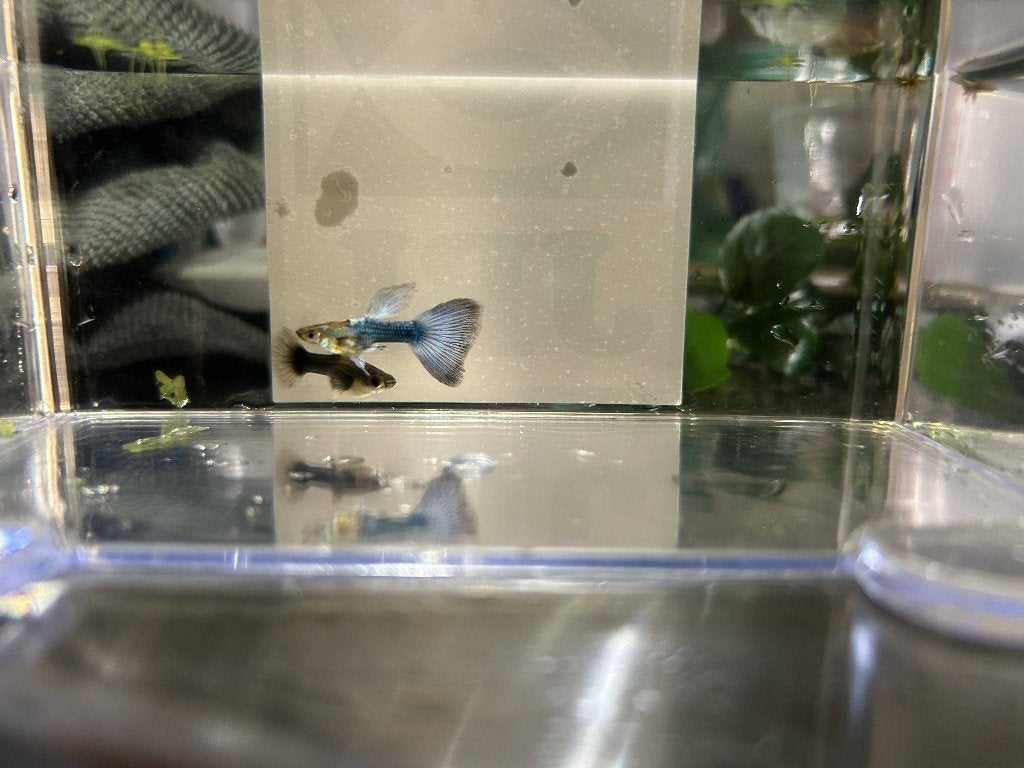 Mooie gezonde guppy's, Poisson, Poisson d'eau douce, Banc de poissons