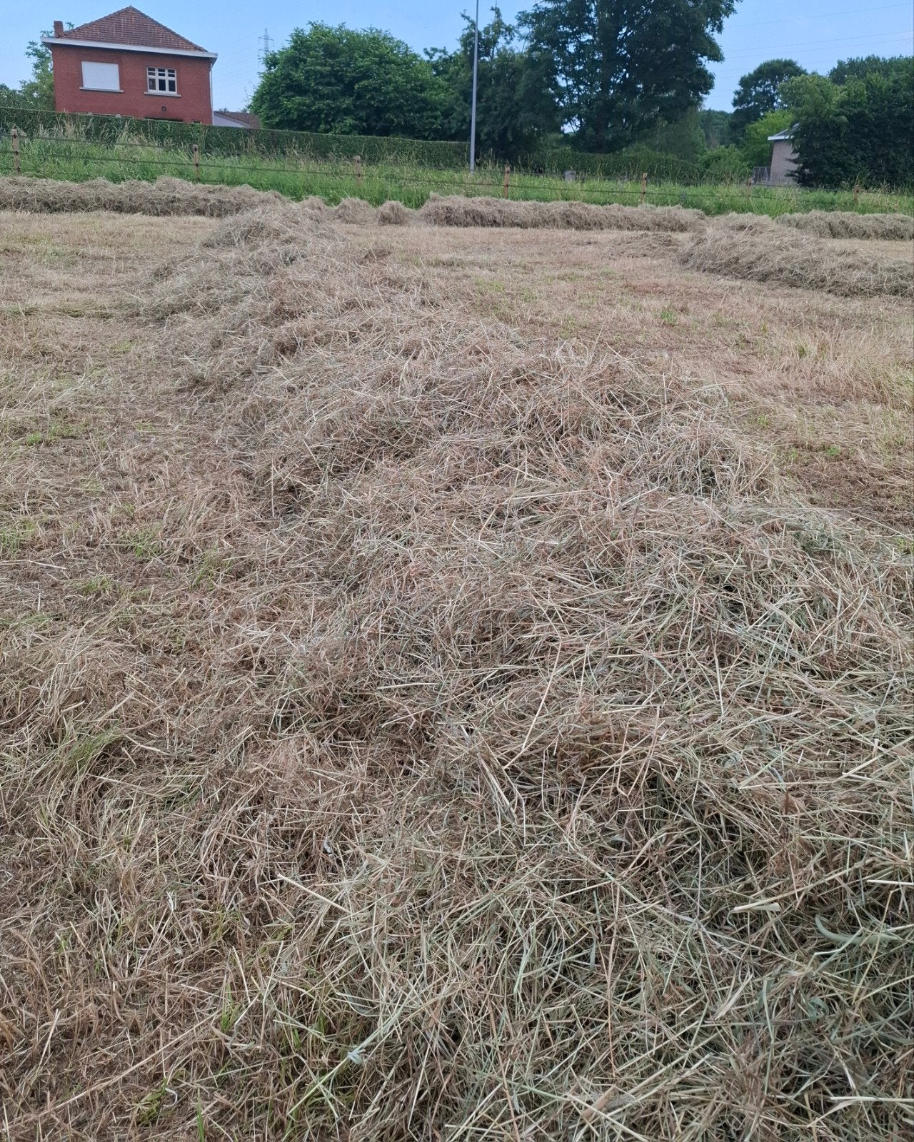 grote balen hooi, Enlèvement