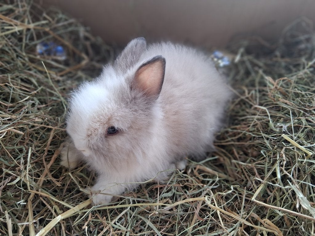 dwergkonijn, Dieren en Toebehoren, Konijnen, Mannelijk, Dwerg, 0 tot 2 jaar