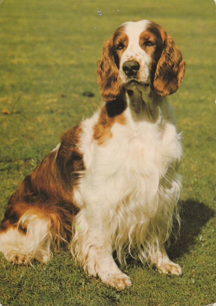 SPANIEL, Collections, Cartes postales | Animaux, Envoi, 1980 à nos jours, Affranchie, Chien ou Chat