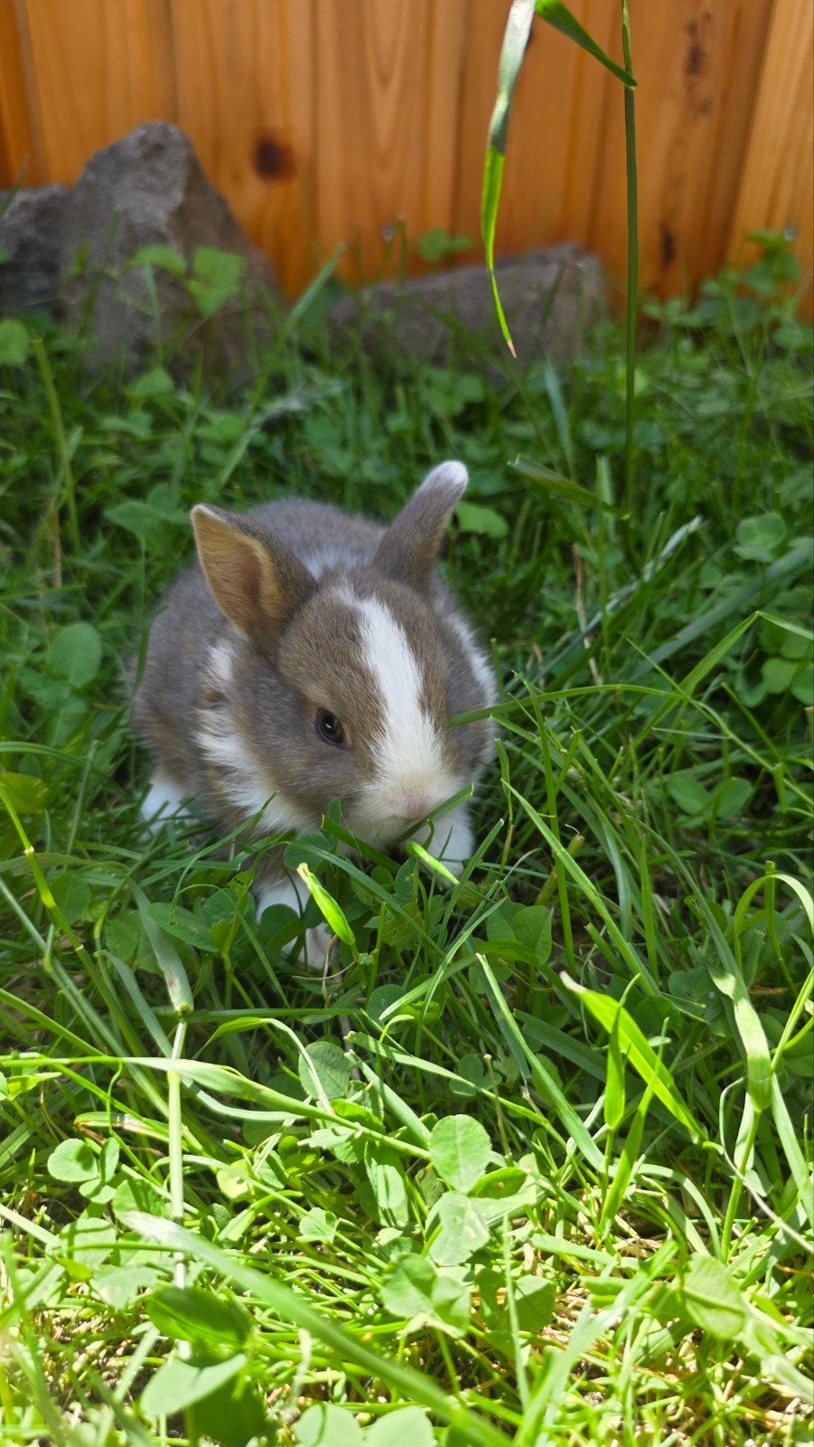 babykonijntjes zoeken een liefdevol huisje!, Klein