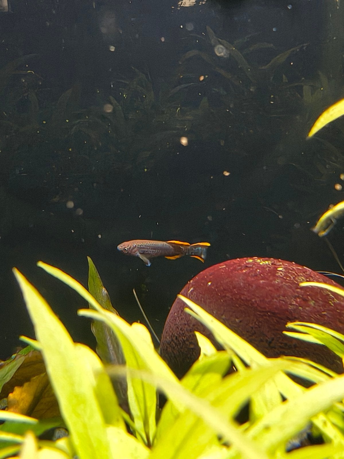 Fundulopanchax gardneri koppel, Vis, Zoetwatervis