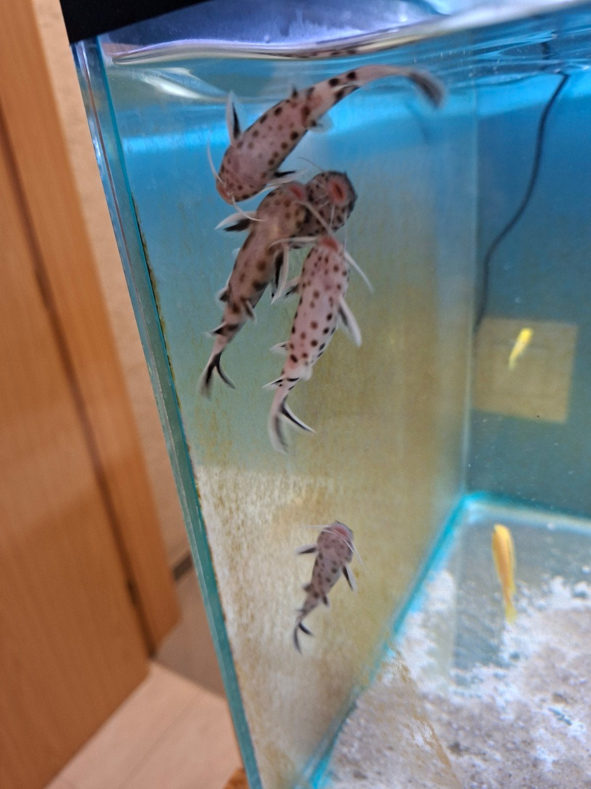 synodontis petricola 7 cm poissons chat tanganyka