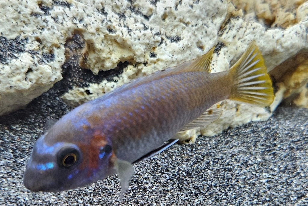 Cichlidé Labeotropheus simoneae katale malawi, Poisson, Poisson d'eau douce