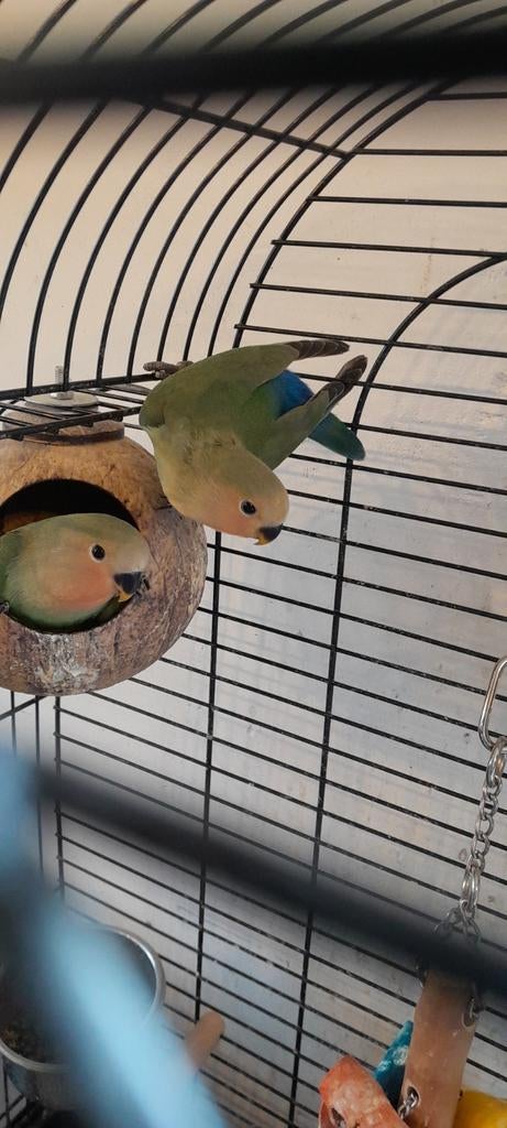Dwergpapegaai, Dieren en Toebehoren, Geslacht onbekend, Dwergpapegaai of Agapornis