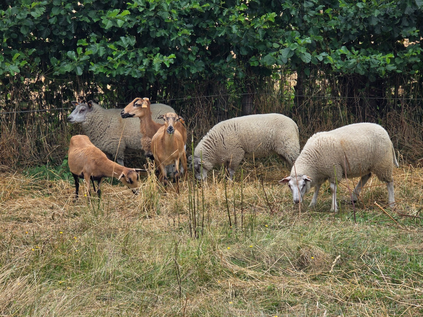 6 ooien, Dieren en Toebehoren, Schapen, Geiten en Varkens