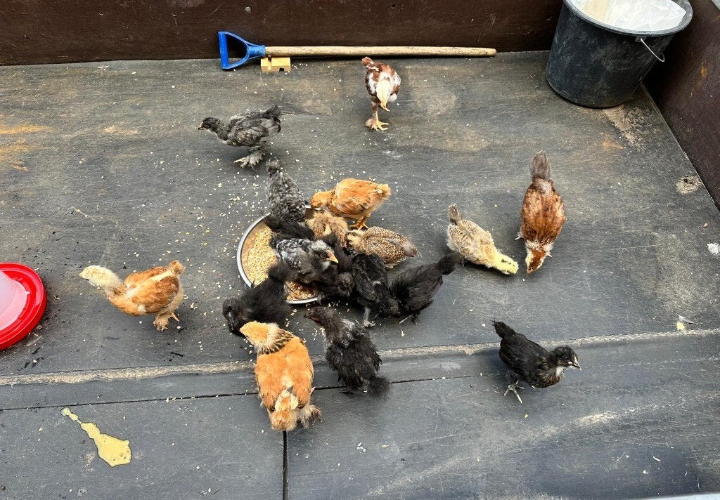 Mooie Kippen kuikens te koop., Dieren en Toebehoren, Pluimvee, Kip