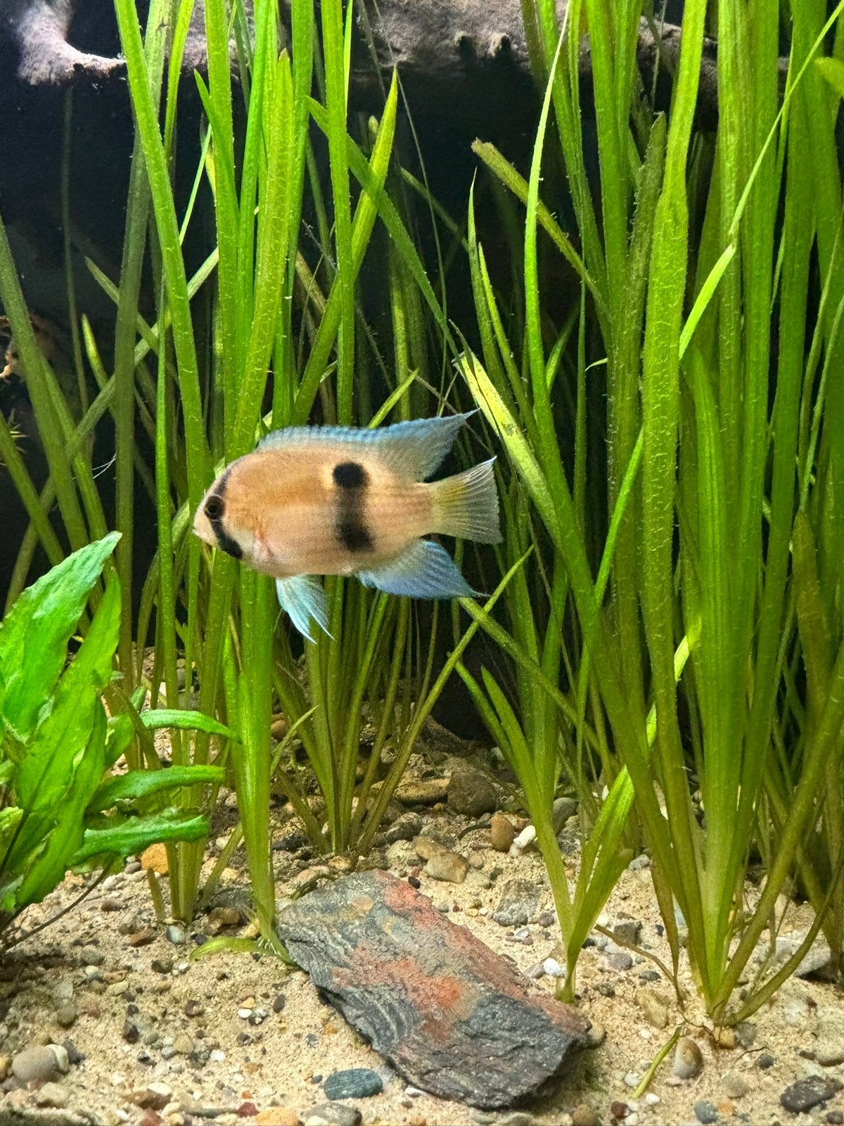 Groepje sleutelgatcichliden 1 man/3 vrouw, Dieren en Toebehoren, Vissen | Aquariumvissen