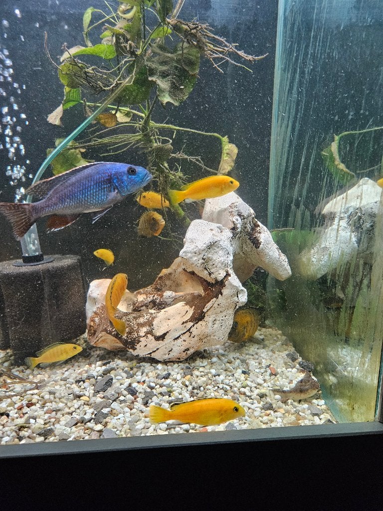 cichlidés africain, Poisson, Poisson d'eau douce