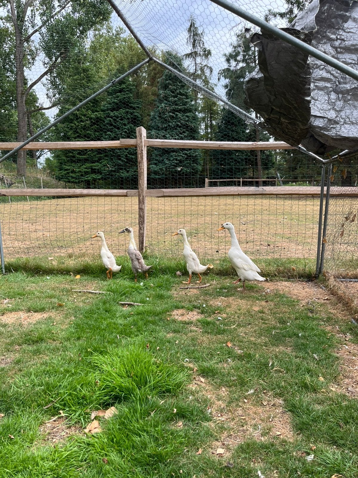 Loopeenden, Dieren en Toebehoren, Pluimvee