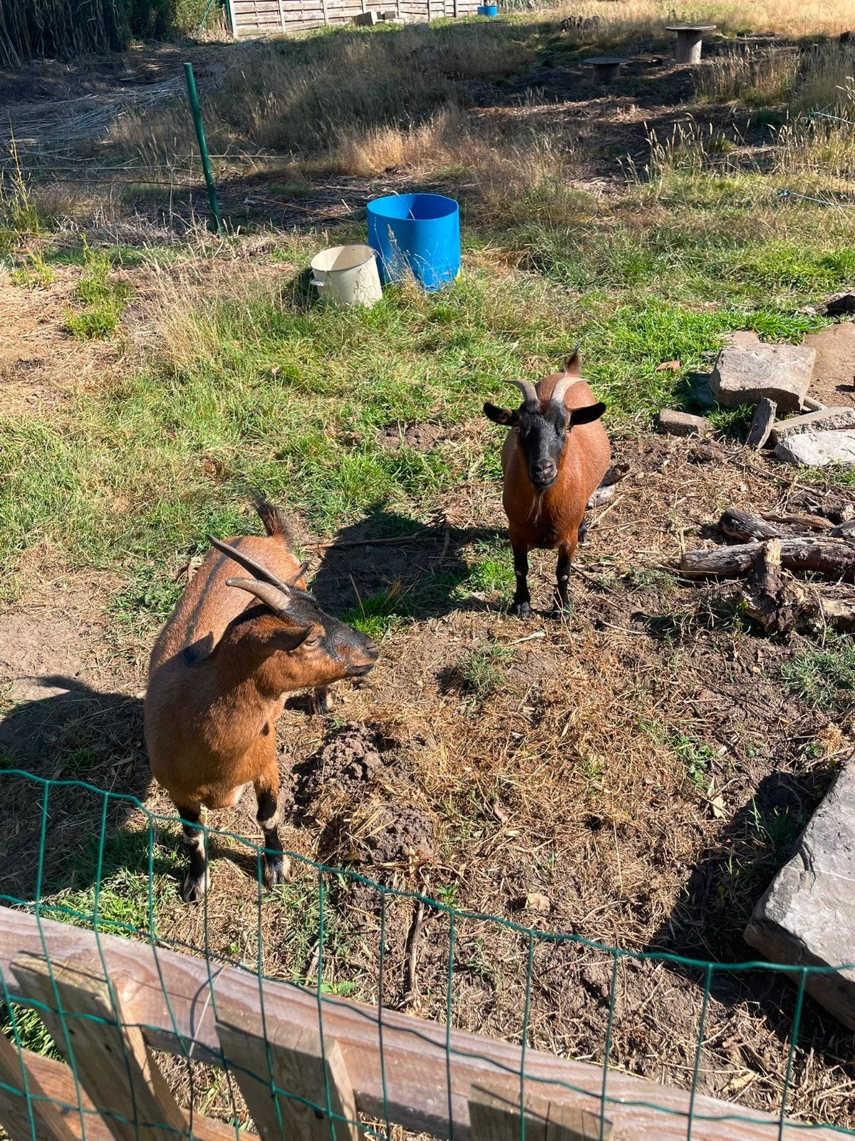2 bruine dwerggeitjes, Femelle, Chèvre, 3 à 5 ans