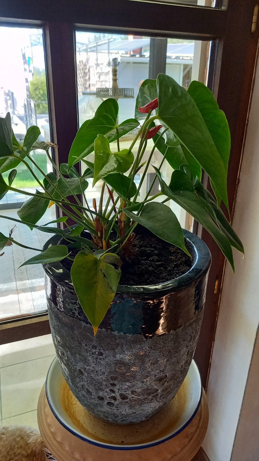 Planten met stenen pot ( 25 € per pot met plant ), Tuin en Terras, Ophalen
