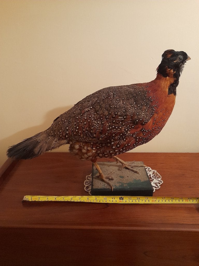 TRAGOPAN DE TEMMINCK (RARE), Collections, Enlèvement, Utilisé, Oiseaux, Animal empaillé