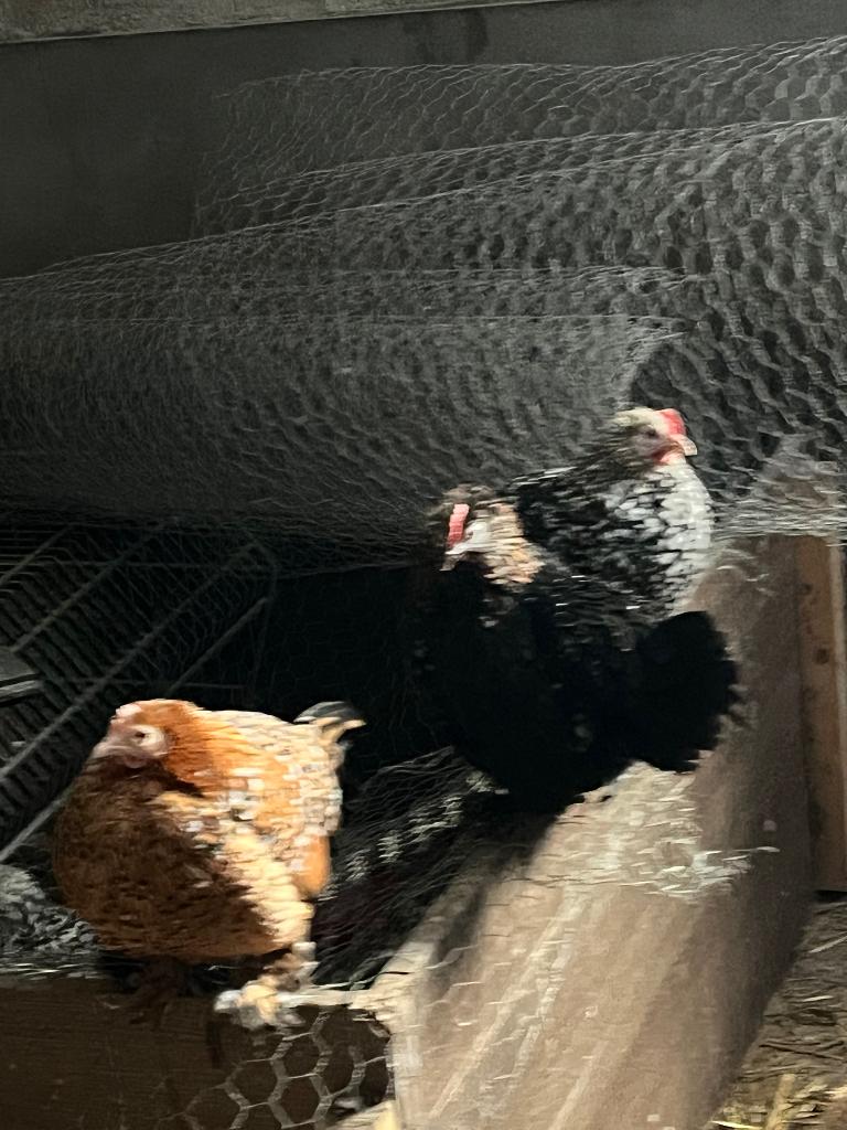 Sabelpoot Broedeieren, Dieren en Toebehoren, Pluimvee, Vrouwelijk, Kip