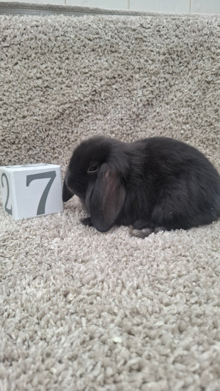 handtam konijnen mannetjes zoekt een nieuw thuis, Dieren en Toebehoren, Konijnen, Mannelijk, Klein, Hangoor, 0 tot 2 jaar