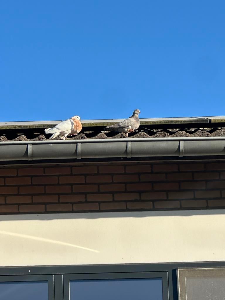 Pigeon canaria, Mâle, Domestique