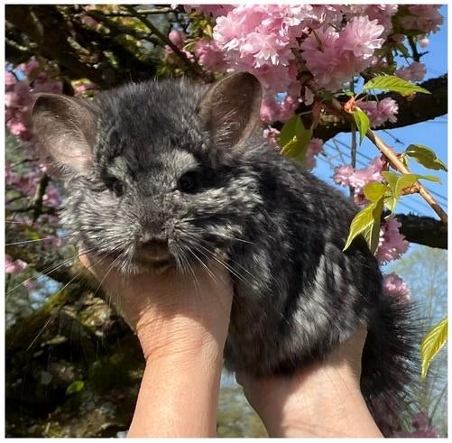 Très gentil mâle Ebony RPA Vc BPc, Animaux & Accessoires, Rongeurs, Chinchilla, Mâle, Domestique, Septembre