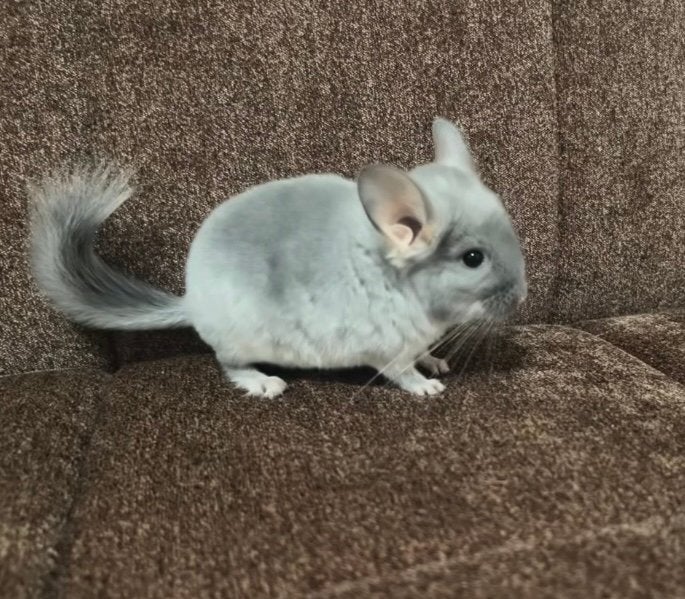 Chinchilla, Animaux & Accessoires, Enlèvement