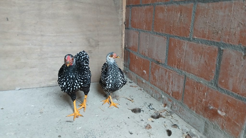 kippen, Dieren en Toebehoren, Meerdere dieren, Kip