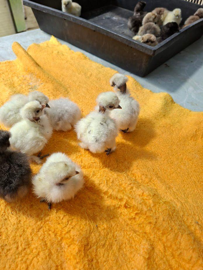 kuikentjes van zijdehoen naakthals, Dieren en Toebehoren, Geslacht onbekend, Kip
