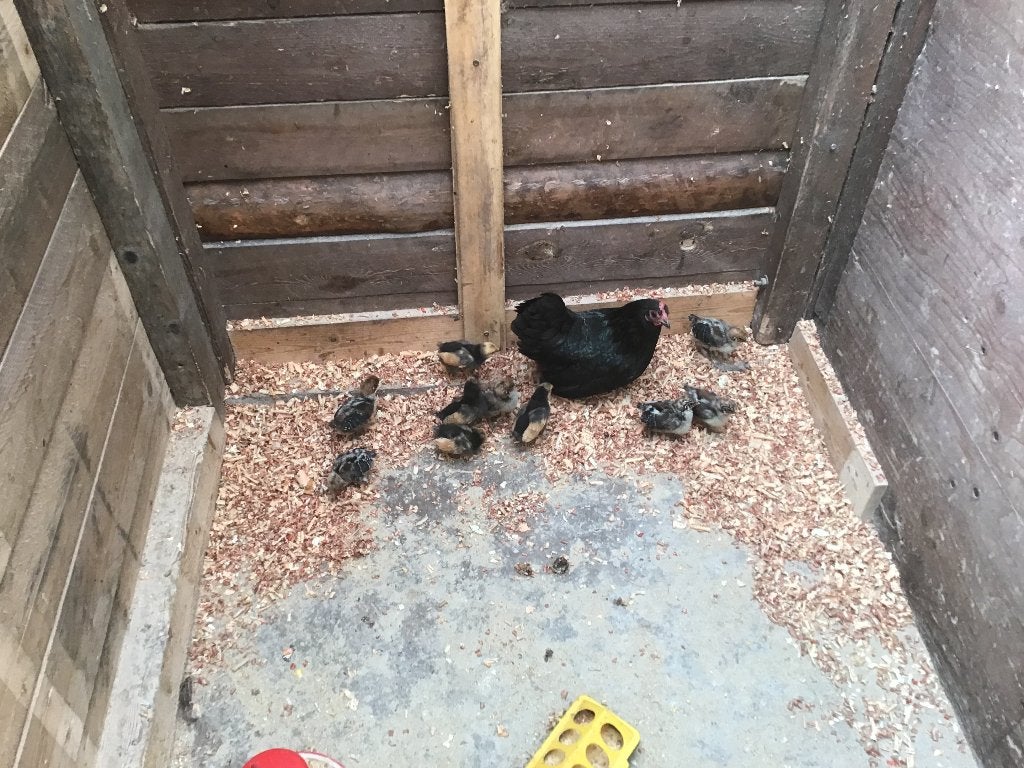 Klok met kuikens  van Zilverbrakel en vorwerk, Sexe inconnu, Poule ou poulet