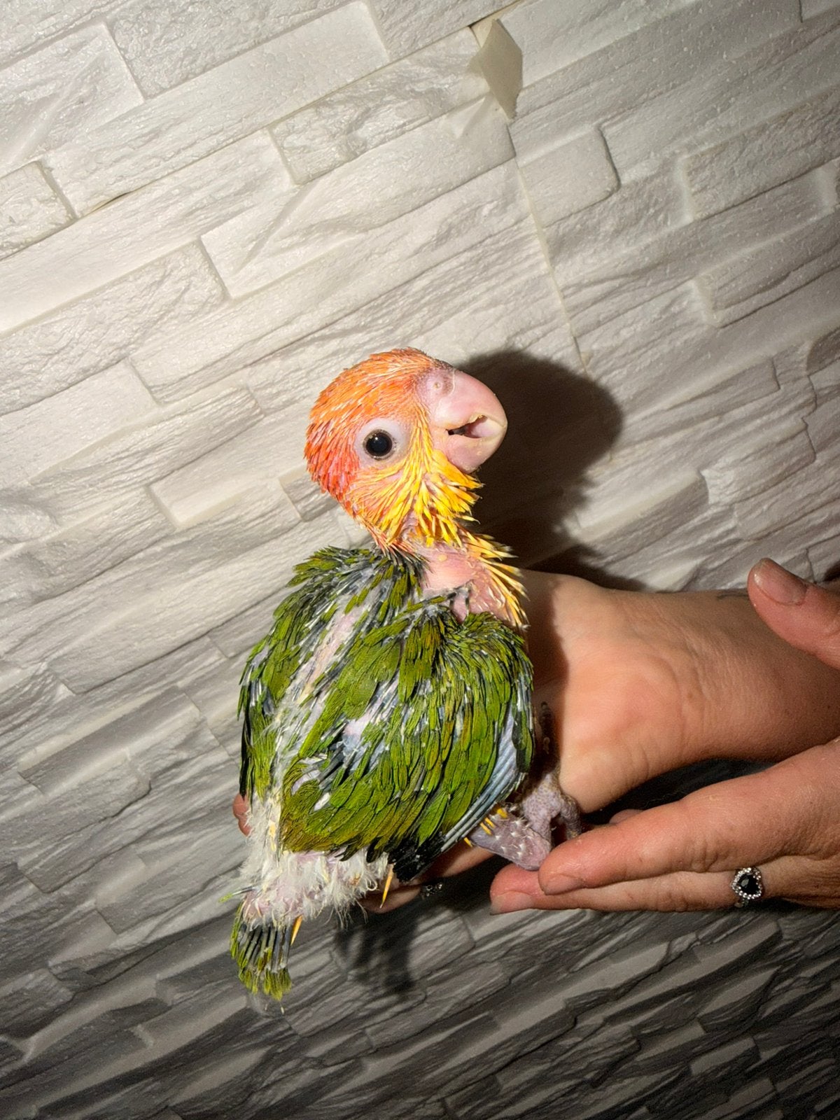 Caique tête orange, Animaux & Accessoires, Oiseaux | Perruches & Perroquets, Perroquet, Sexe inconnu, Parleur, Domestique, Bagué