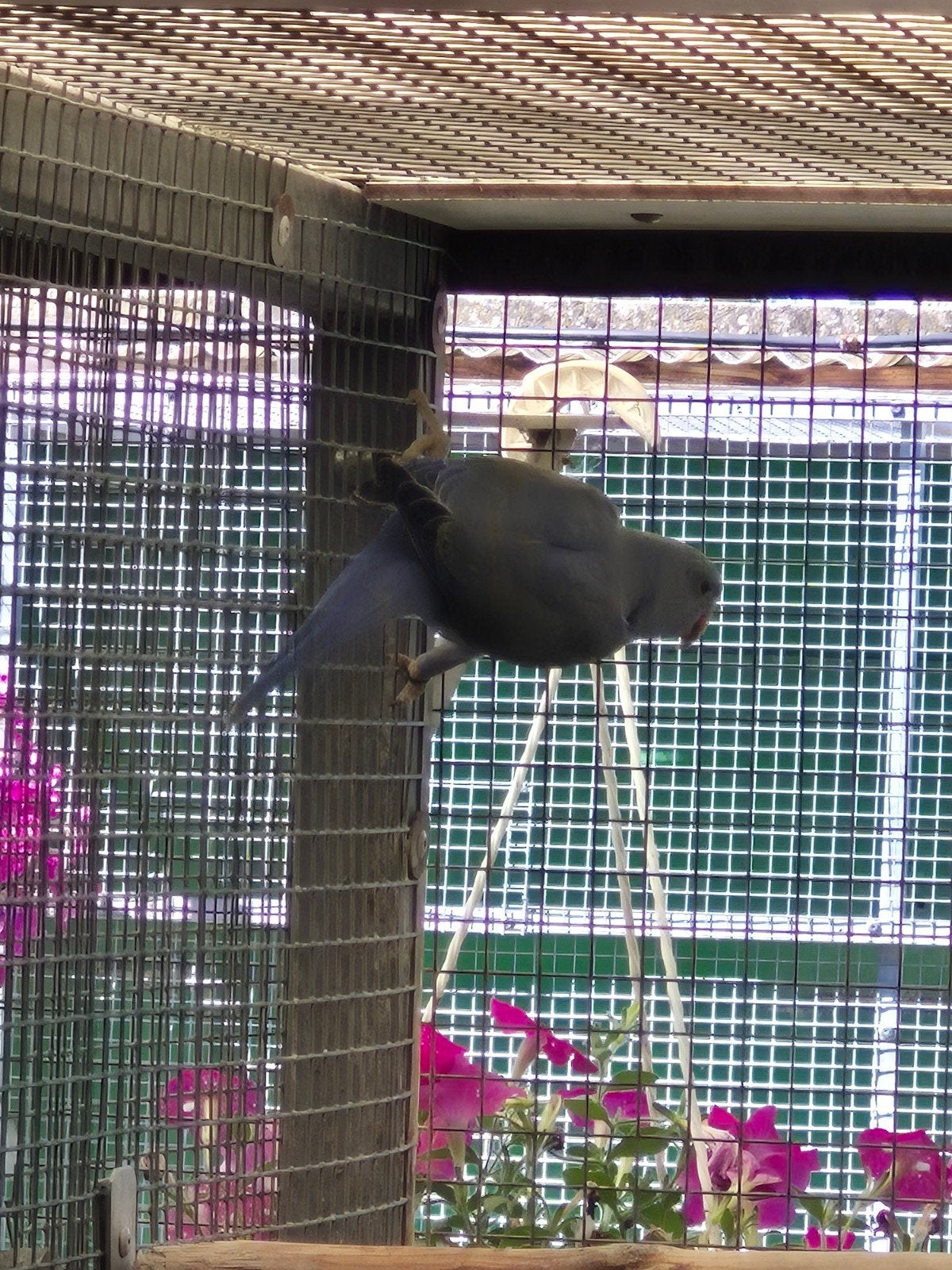 vogels