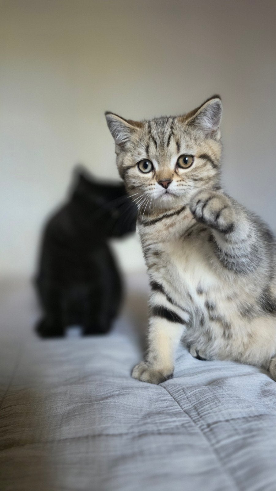 Beaux chatons britanniques à poil court à vendre., Plusieurs animaux, Avec puce électronique, 0 à 2 ans